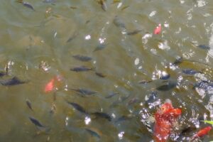 IMG_20230713_105307
