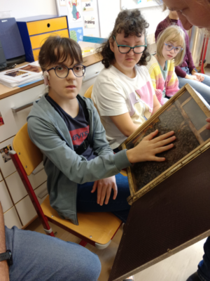 Bienenprojekt