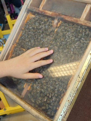 Bienenprojekt