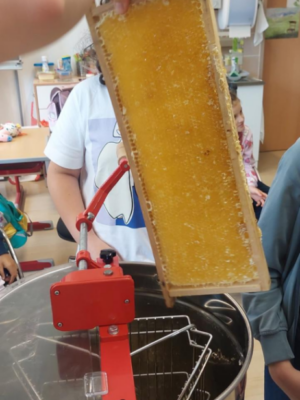 Bienenprojekt