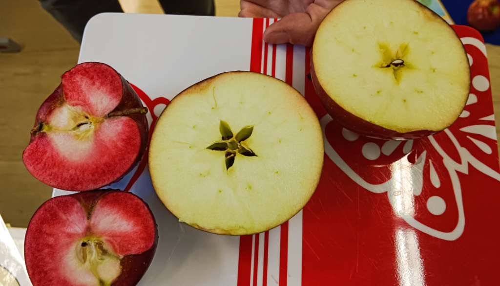 Projekt Apfel