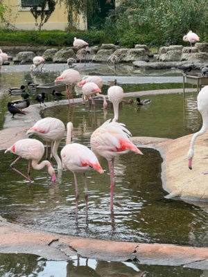 Tierpark Schönbrunn