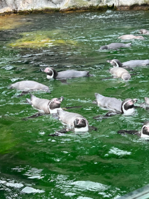 Tierpark Schönbrunn