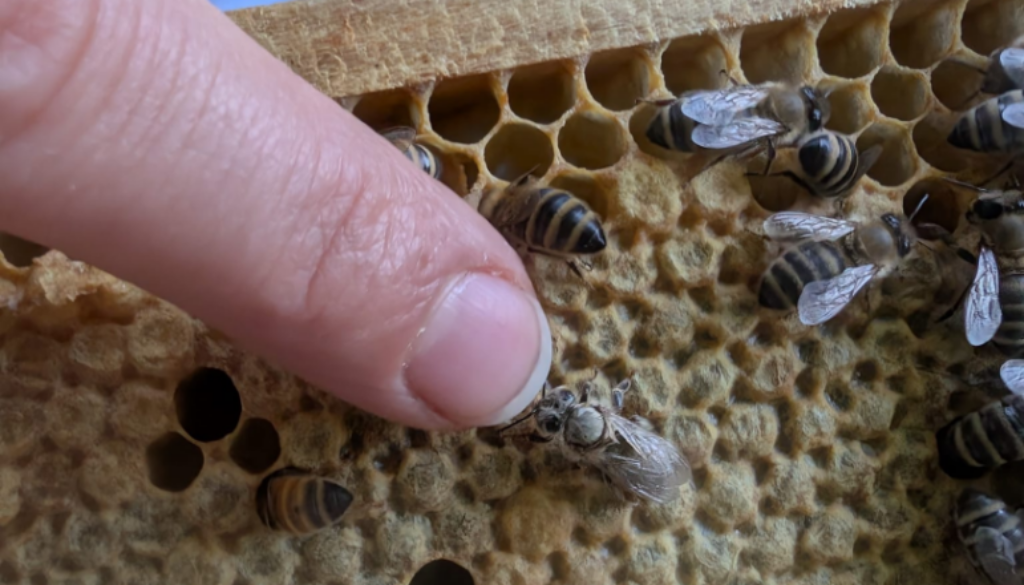 Bienenprojekt