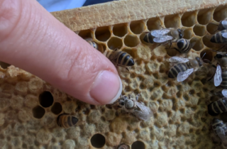 Bienenprojekt Bienenprojekt