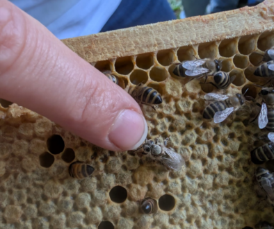 Bienenprojekt