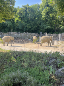 Tiergarten Schönbrunn