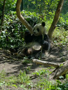Tiergarten Schönbrunn