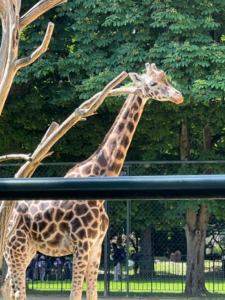 Tiergarten Schönbrunn