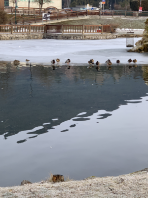 Ausflug nach Puchberg Ausflug nach Puchberg