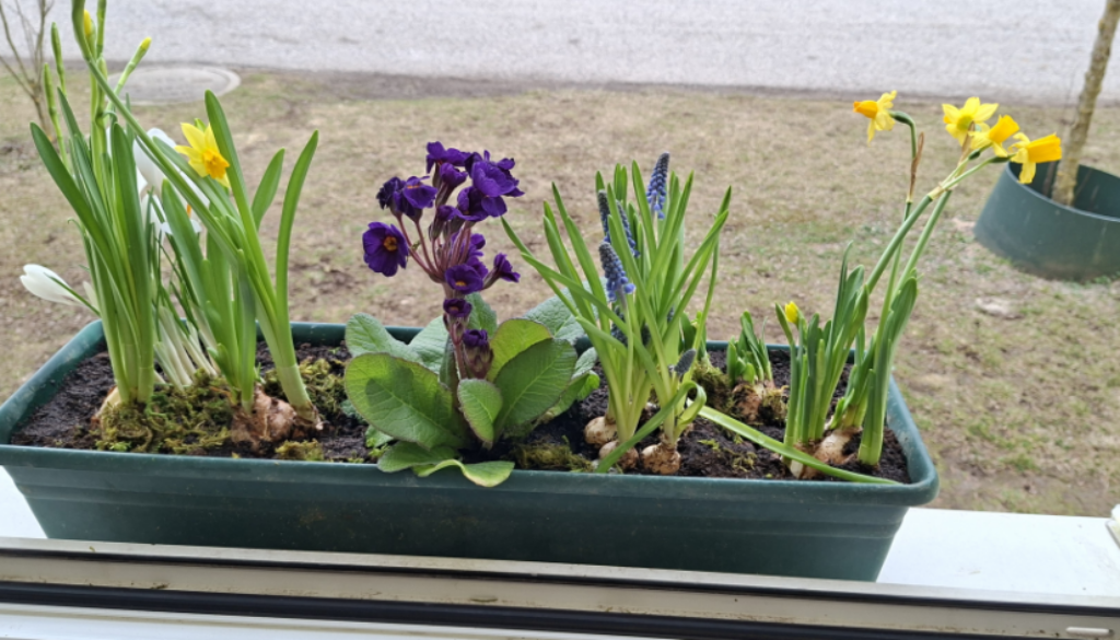 Frühblüher entdecken