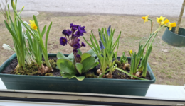 Frühblüher entdecken