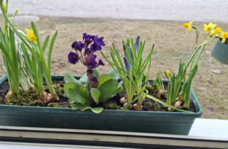 Frühblüher entdecken