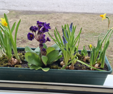 Frühblüher entdecken