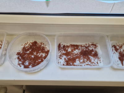 Kresseanbau Kresseanbau