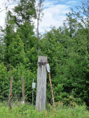 Wanderung durch den Föhrenwald