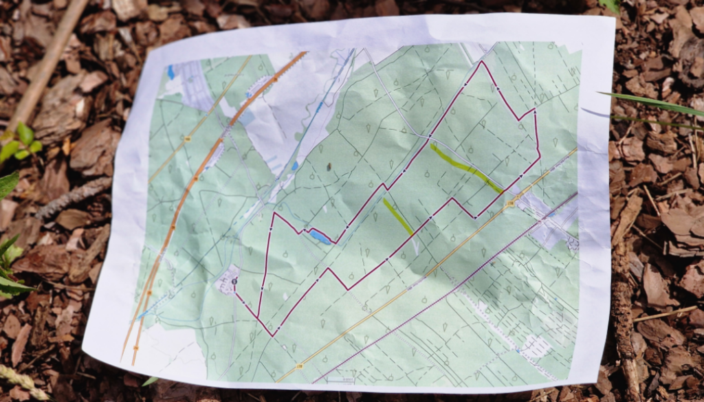 Wanderung durch den Föhrenwald