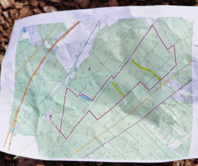 Wanderung durch den Föhrenwald