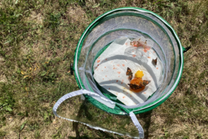 Projekt Schmetterlinge