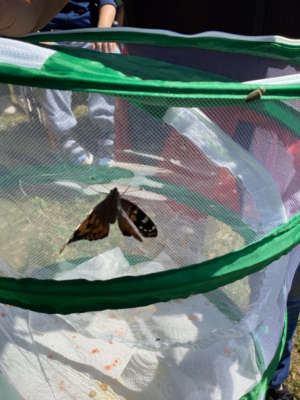 Projekt Schmetterlinge Projekt Schmetterlinge