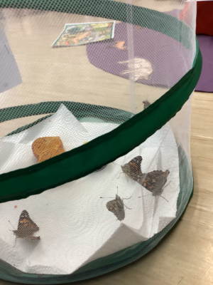 Projekt Schmetterlinge Projekt Schmetterlinge