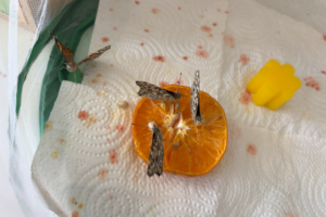 Projekt Schmetterlinge Projekt Schmetterlinge
