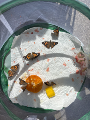 Projekt Schmetterlinge Projekt Schmetterlinge