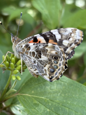 Projekt Schmetterlinge Projekt Schmetterlinge