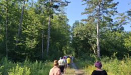 Spazieren im Föhrenwald