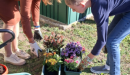 Herbstblumen